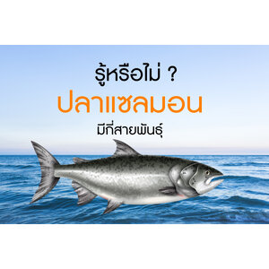 รู้หรือไม่ ? ปลาแซลมอนมีกี่สายพันธุ์