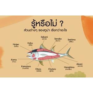 รู้หรือไม่ ส่วนต่างๆ ของทูน่า เรียกว่าอะไร