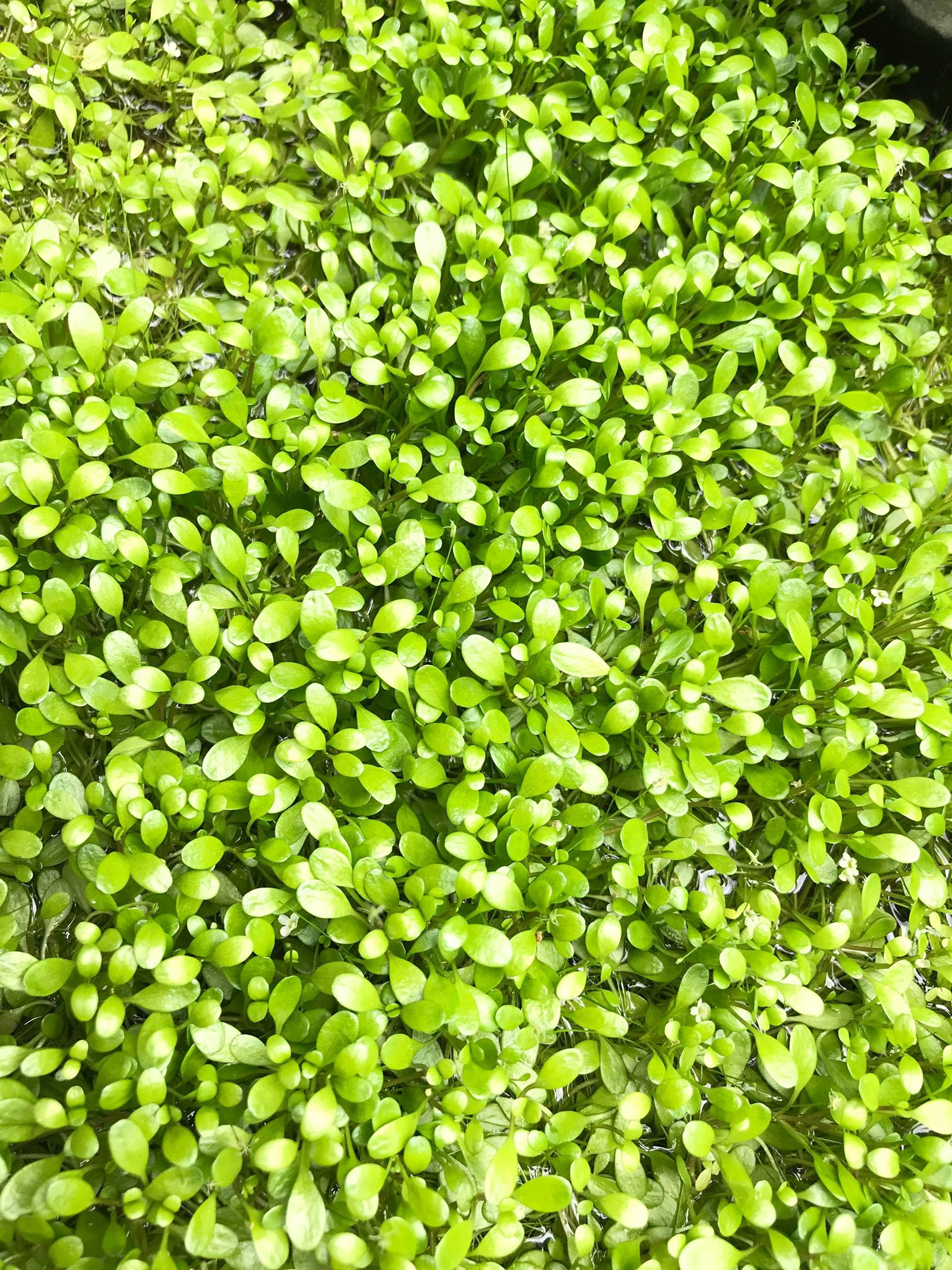 กรอสโซ่ (Glossostigma elatinoides) ใบบก
