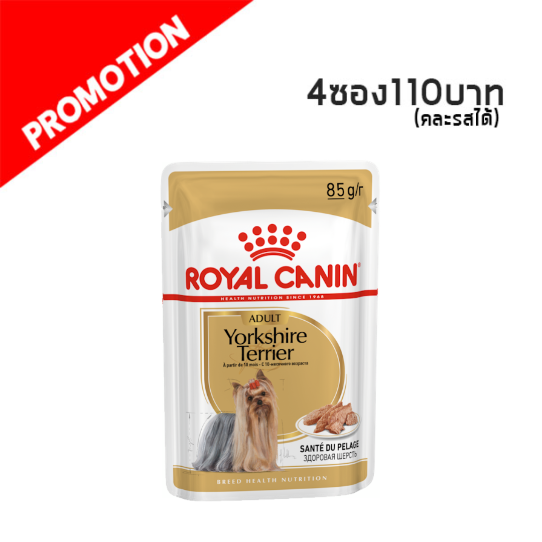 Yorkshire Terrier Adult 85g.
