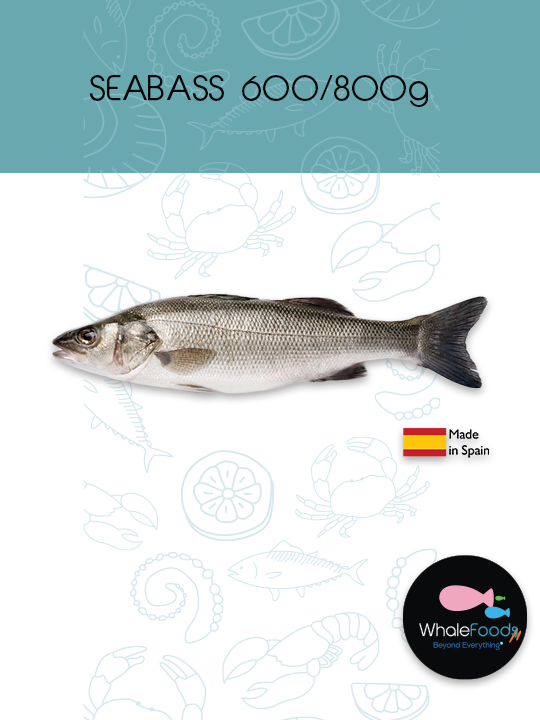 SEA BASS 600/800g. Esp