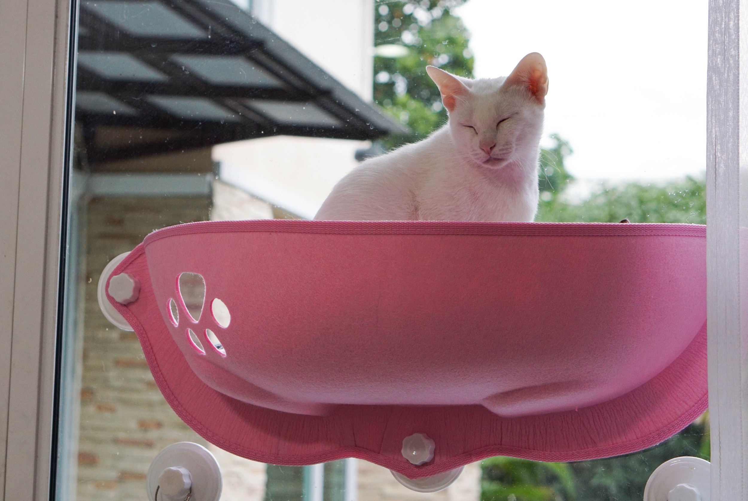 OLSP เปลนอนแมวติดกระจก Size M (คละสี)