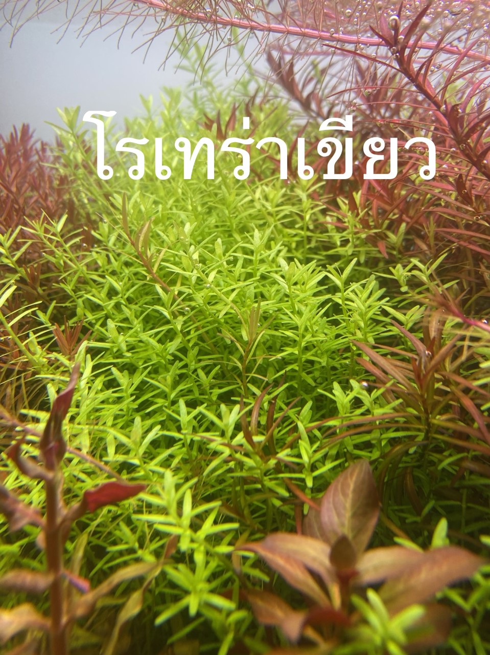 โรทาร่าเขียว ใบน้ำ 15 กิ่ง 100