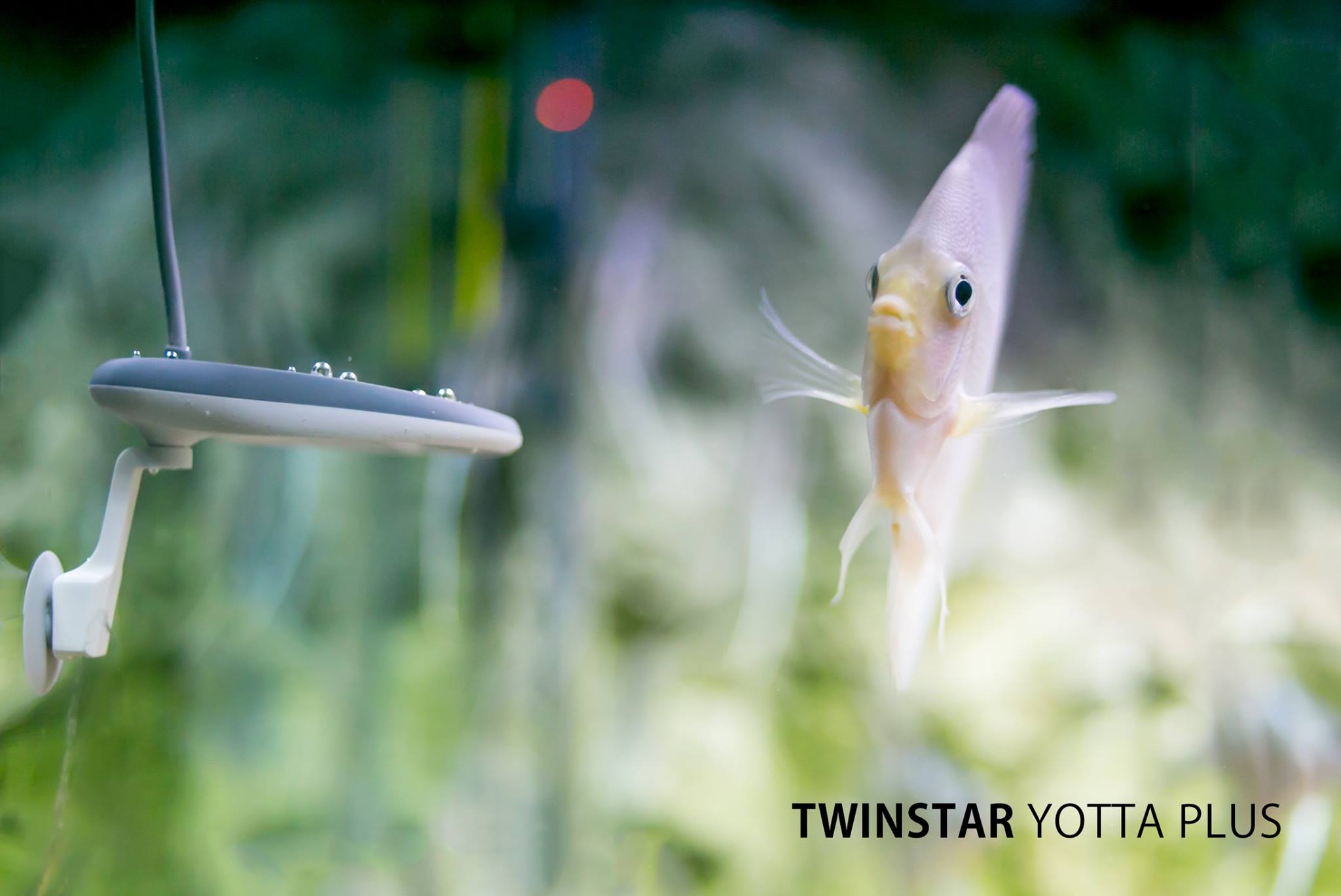 TWINSTAR YOTTA+ เครื่องป้องกันโรคสำหรับปลาสวยงาม สำหรับตู้ขนาดความจุ 50-450 ลิตร