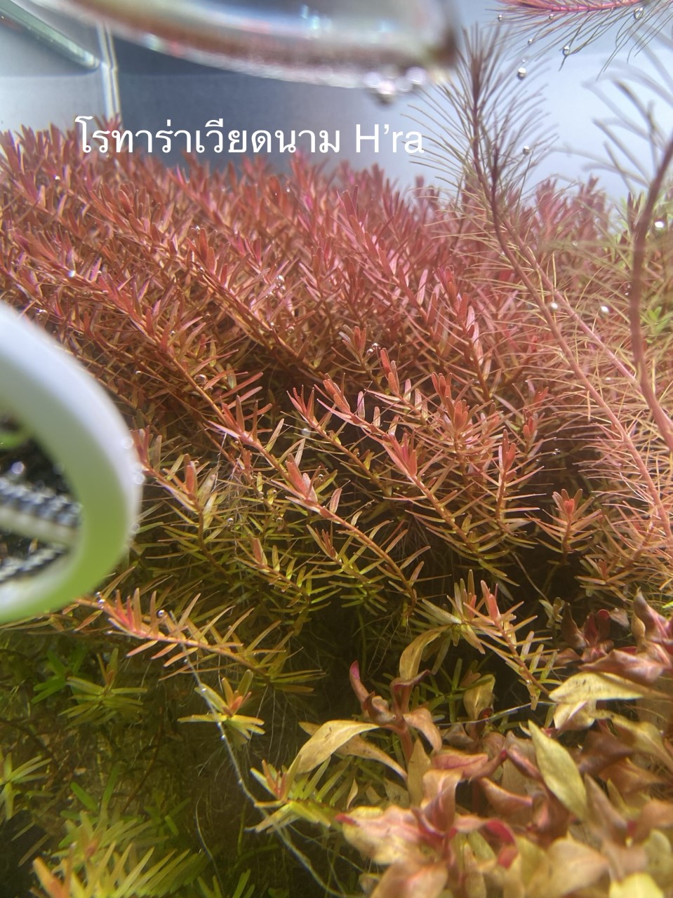 โรทาร่าเวียดนามแดง (Rotala H'ra) ใบน้ำ 15 กิ่ง 100