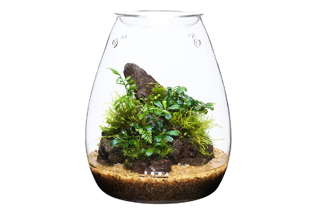 DOOA GLASS POT SHIZUKU โหลแก้วพร้อมฝาปิดสำหรับปลูกไม้ชื้น