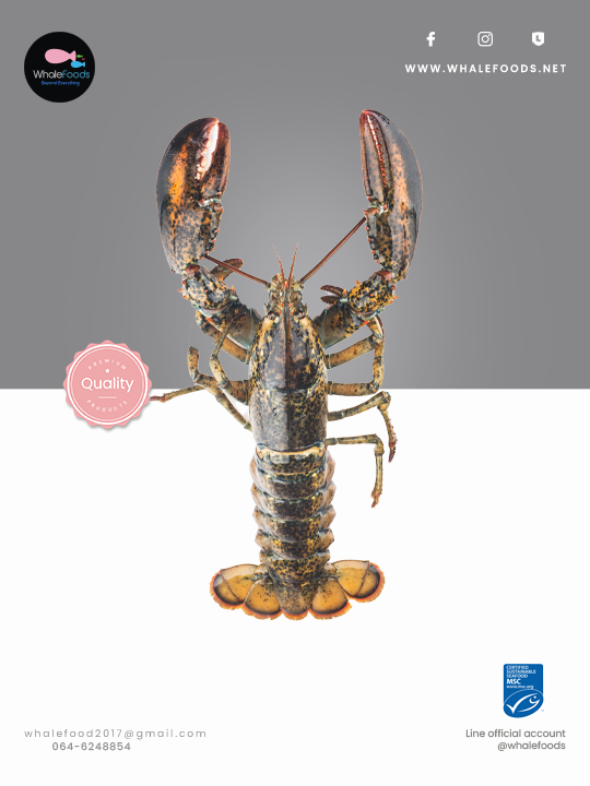 Live Lobster size.L Canadian Lobster / Boston lobster (650-750g.)