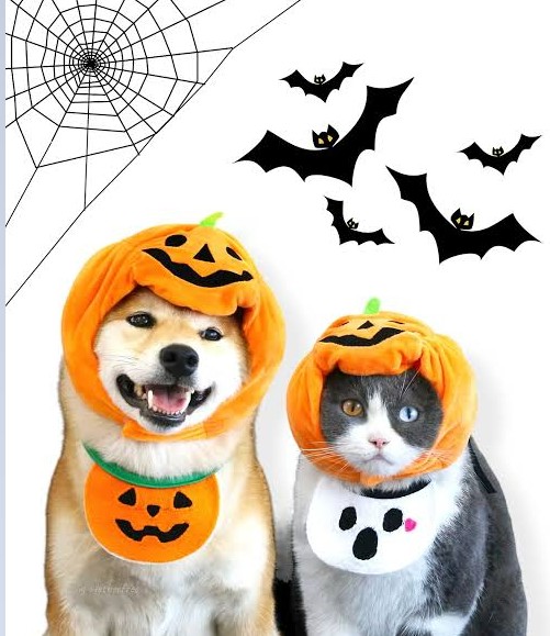 OLSP / หมวกสัตว์เลี้ยง / L