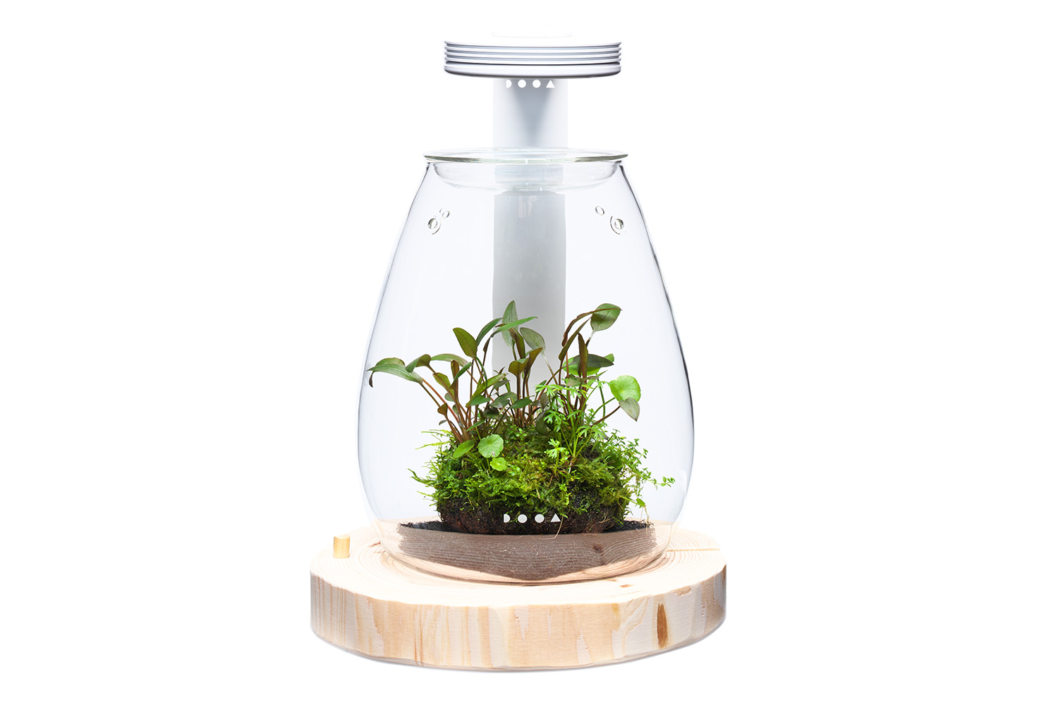 DOOA WOOD BASE SHIZUKU ฐานไม้สำหรับ Glass Pot Shizuku