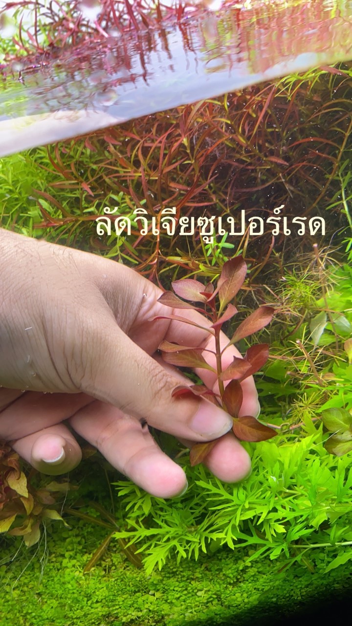 ลัดวิเจียซูเปอร์เรด ใบน้ำ ชุดละ 5 กิ่ง