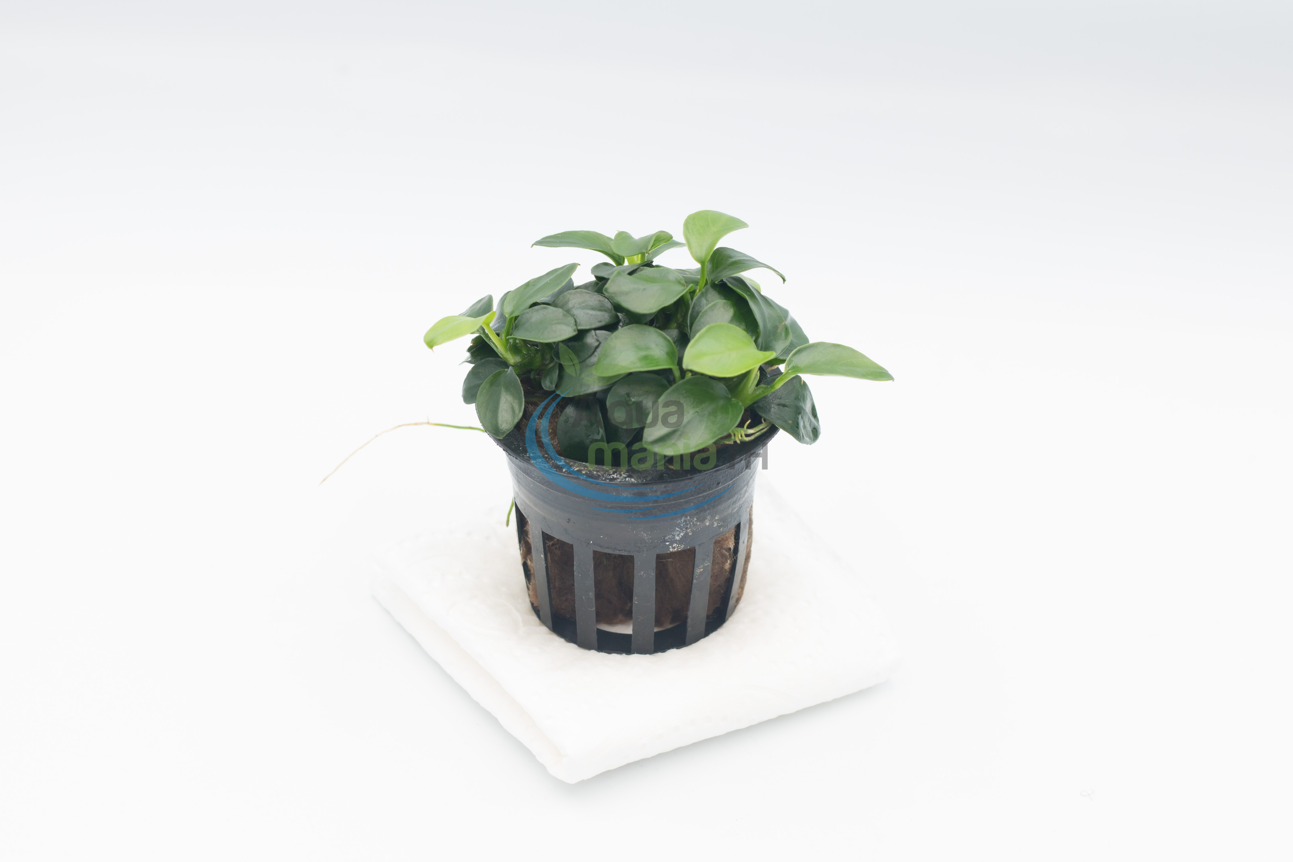 Anubias barteri var. nana 'Petite' อนูเบียสพริตตี้ (ใบบก)