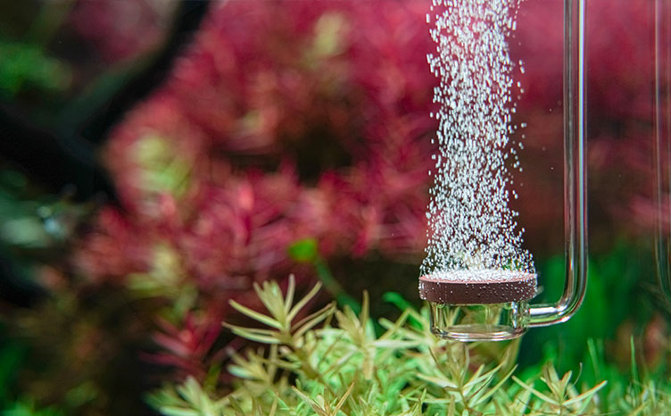 Aquario Co2 Normal Special หัวดิฟ Co2 แบบพิเศษ แถมข้องอเก็บสาย