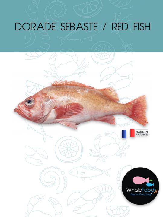 DORADE SEBASTE / RED FISH
