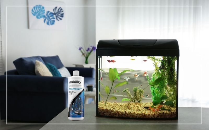 Seachem Stability แบคทีเรียชนิดน้ำสามารถทำให้ระบบแบคทีเรียตู้ปลาเซตตัวได้อย่างรวดเร็ว เหมาะสำหรับตู้น้ำจืดและน้ำเค็ม 100ml , 250ml , 500ml