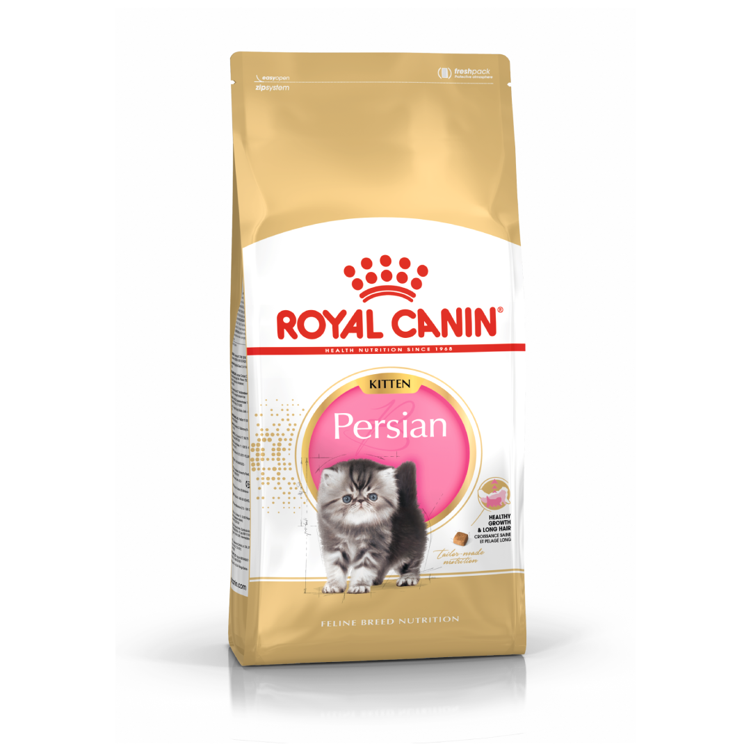 R/Y Kitten Persia 32 ลูกแมวเปอร์เซีย 4 Kg.