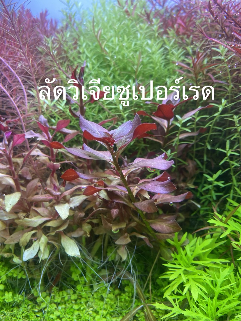 ลัดวิเจียซูเปอร์เรด ใบน้ำ ชุดละ 5 กิ่ง
