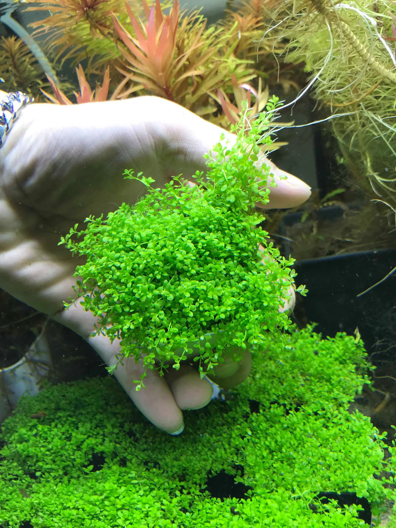 เพิลหวีดจิ๋ว (Hemianthus callitrichoides) ใบบก
