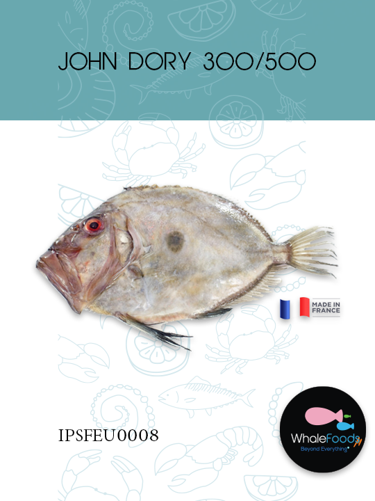 JOHN DORY 300/500