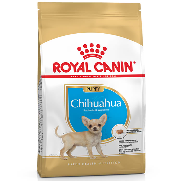 Chihuahua Junior ลูกชิวาวา 1.5 Kg.