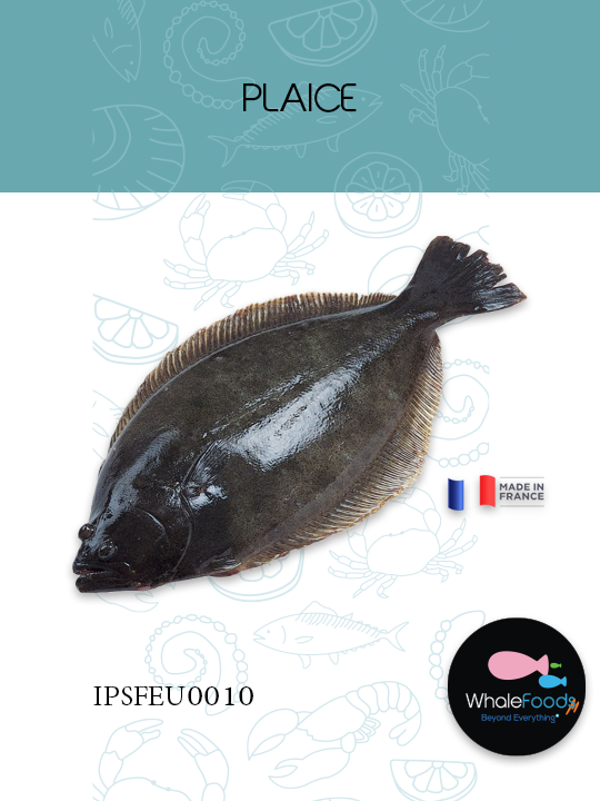 PLAICE