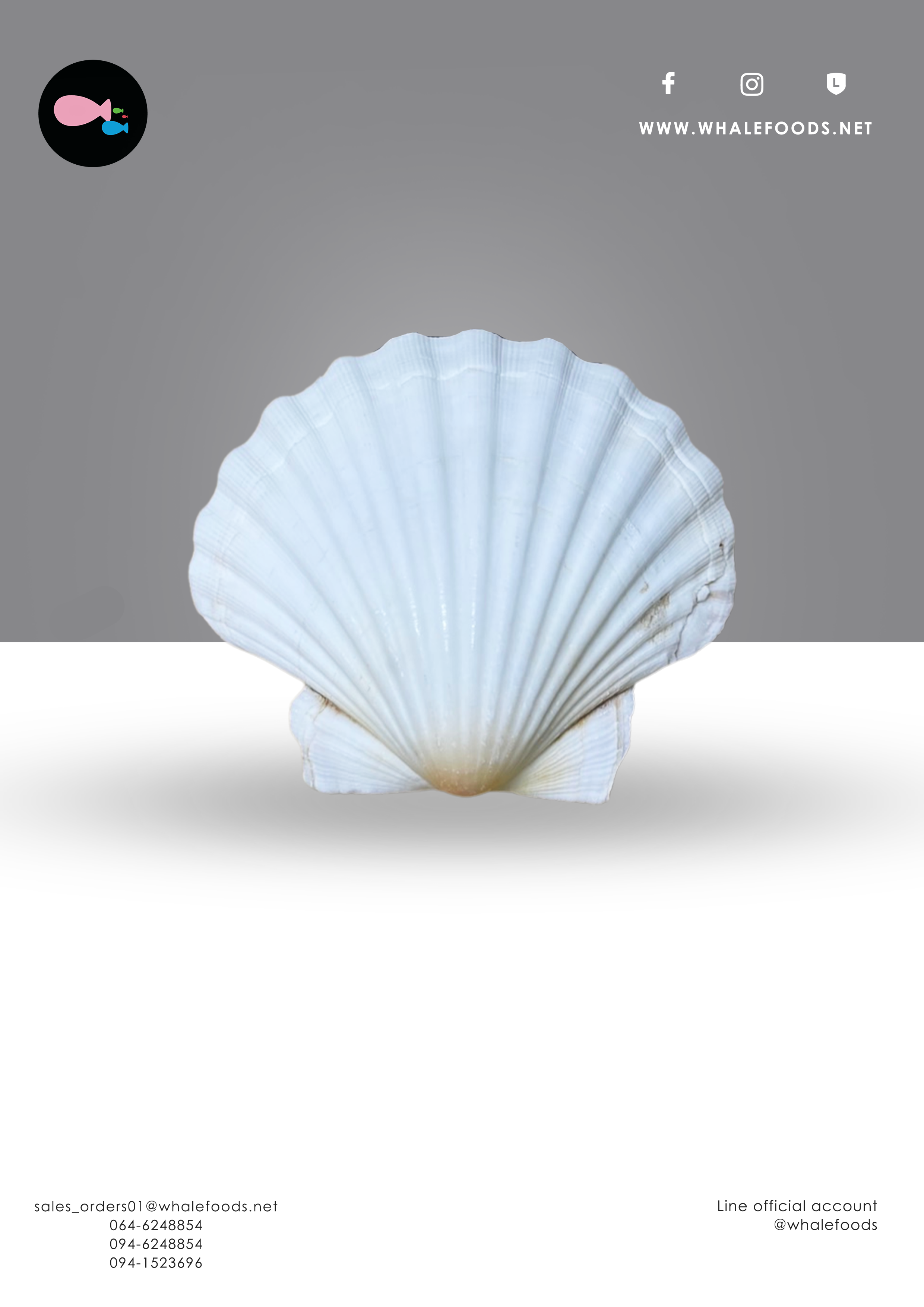 Scallop Shells 10-12 cm.เปลือกหอยมุก /เปลือกหอยเชลล์ 10pc/pack (สำหรับตกแต่ง)