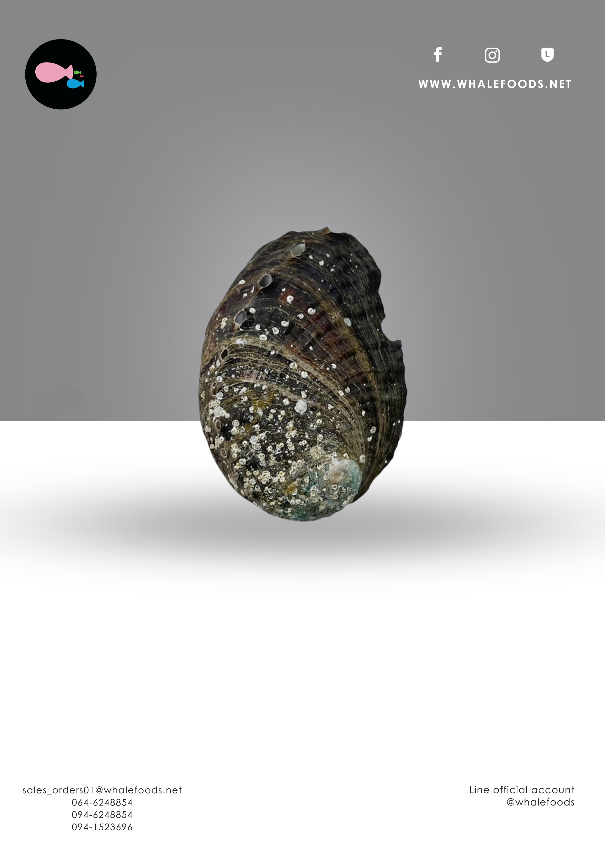 Half shell Abalone เปลือกหอยเป๋าฮื้อ 10pc./pack (สำหรับตกแต่ง)