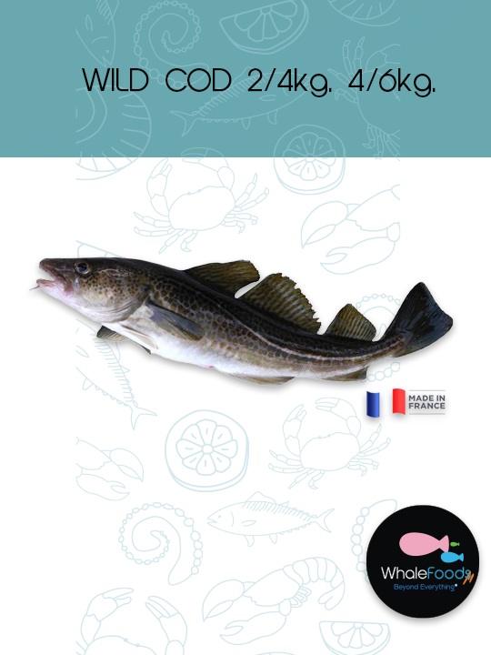 WILD COD 2-4kg. 4-6kg.