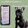 ภาวะที่มีน้ำตาลในปัสสาวะ(Glucosuria) ในสุนัข