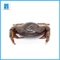 ปูนิ่ม ขนาด 4-5 ตัว/กก