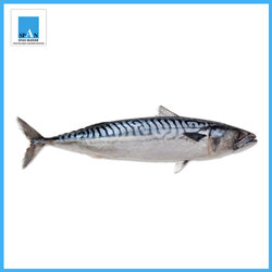 ปลาซาบะ