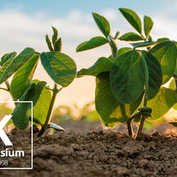 K โพแทสเซียม (Potassium) เจ้าธาตุตัวนี้มันพิเศษตรงไหน??