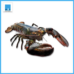 คานาเดียนล็อบเตอร์ แช่แข็ง