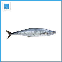 ปลาอินทรีย์ (สินค้าชั่งน้ำหนัก สอบถามก่อนสั่งซื้อ)