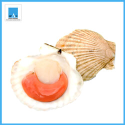 หอยเชลล์ญี่ปุ่นครึ่งฝา