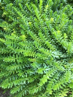 โรทาร่าใบเข็ม (ROTALA NANJENSHAN) ใบบก 15 กิ่ง/ชุด