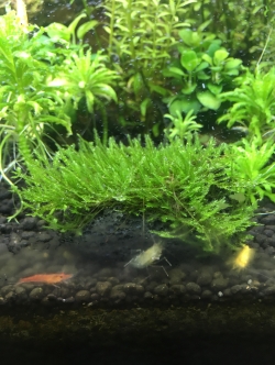 สไปกี้มอส