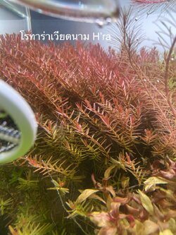 โรทาร่าเวียดนามแดง (Rotala H'ra) ใบน้ำ 15 กิ่ง 100