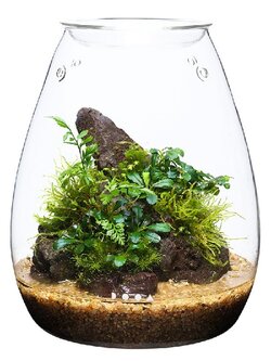 DOOA GLASS POT SHIZUKU โหลแก้วพร้อมฝาปิดสำหรับปลูกไม้ชื้น