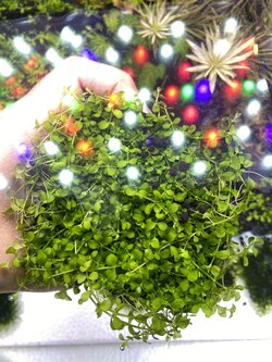 เพิลกลาส (Micranthemum sp) ใบน้ำ กระถางใหญ่