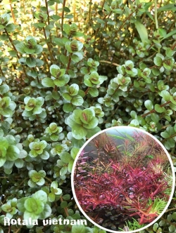 โรทาร่าเวียดนามแดง ใบบก 15กิ่ง/ชุด