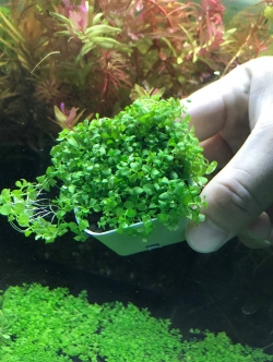 เพิลกลาส (Micranthemum sp) ใบบก