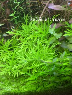 ลัดวิเจียดาวกระจาย