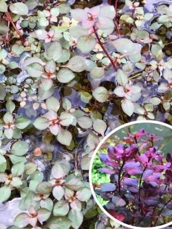 ลัดวิเจียมินิซูเปอร์เรด ใบบก 15กิ่ง/ชุด