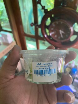 หวีดจิ๋ว เนื้อเยื่อ