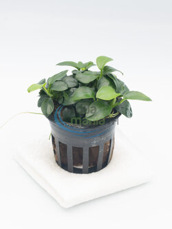 Anubias barteri var. nana 'Petite' อนูเบียสพริตตี้ (ใบบก)