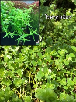 โรเทร่าเขียว ใบบก 15 กิ่ง/ชุด