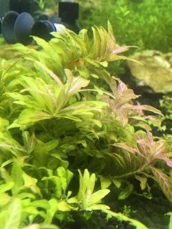 ขาไก่ด่าง 10 กิ่ง/ชุด