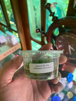 แฮกราสมินิทวิส เนื้อเยื่อ