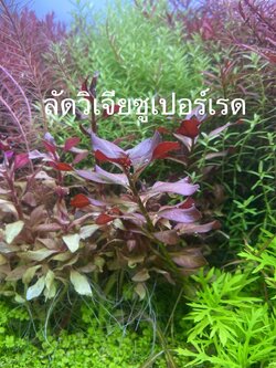 ลัดวิเจียซูเปอร์เรด ใบน้ำ ชุดละ 5 กิ่ง