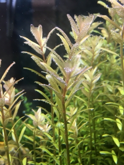 โรทาร่าทับทิม 10 กิ่ง/ชุด